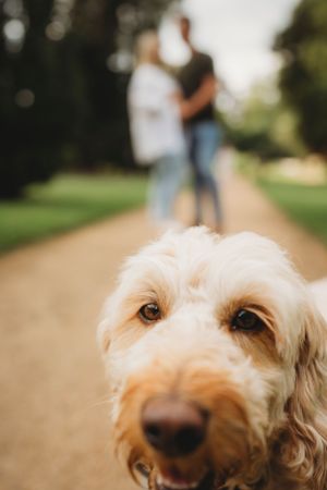 A close-up portrait of a goldendoodle dog with a blurred couple in the background on a path.