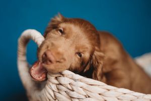 A brown puppy playfully bites a rope toy against a blue background.