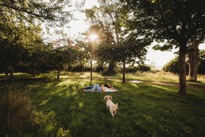 Golden retriever running in a sunlit grassy field at sunset with trees in the background.
