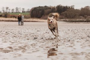 Dog running joyfully through shallow water on beach with people in background.