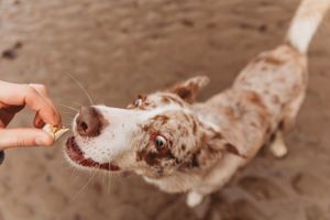 Hand offering treat to eager spotted dog with close-up view of snout.