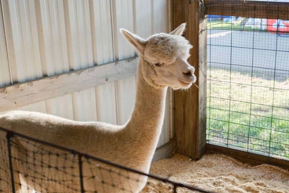 A selection of images from the Boone County Fair in Belvidere, IL captured by photographer David J. Manning on August 11, 2026.