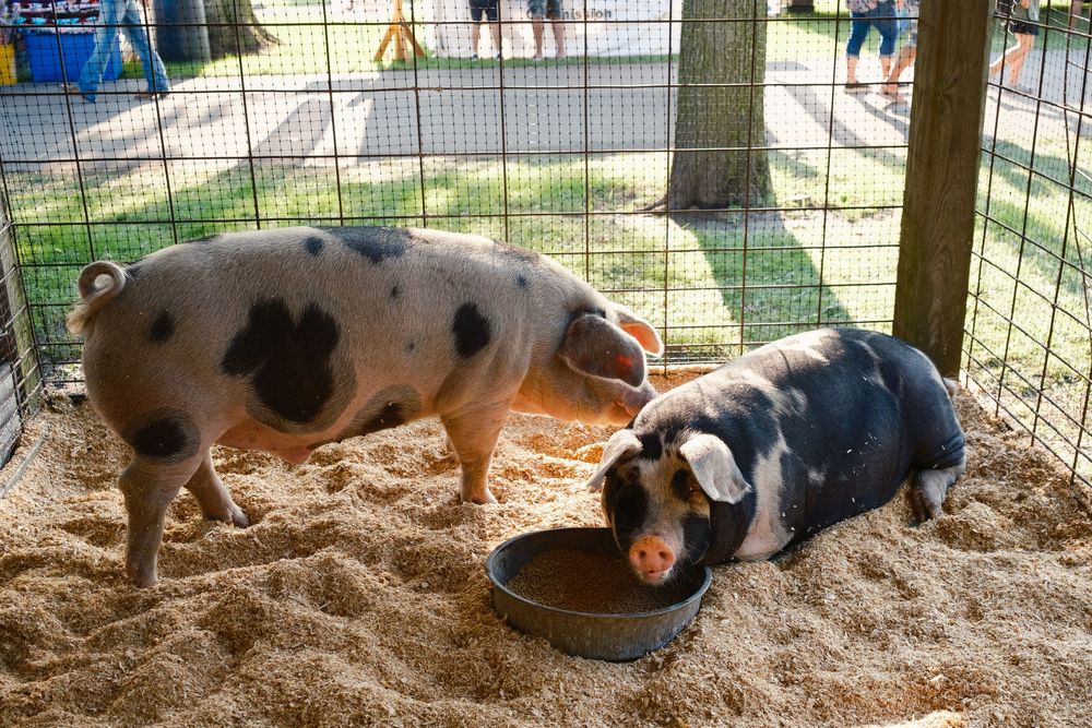 A selection of images from the Boone County Fair in Belvidere, IL captured by photographer David J. Manning on August 11, 2026.