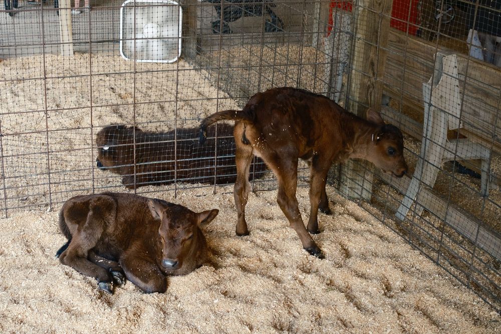 A selection of images from the Boone County Fair in Belvidere, IL captured by photographer David J. Manning on August 11, 2026.