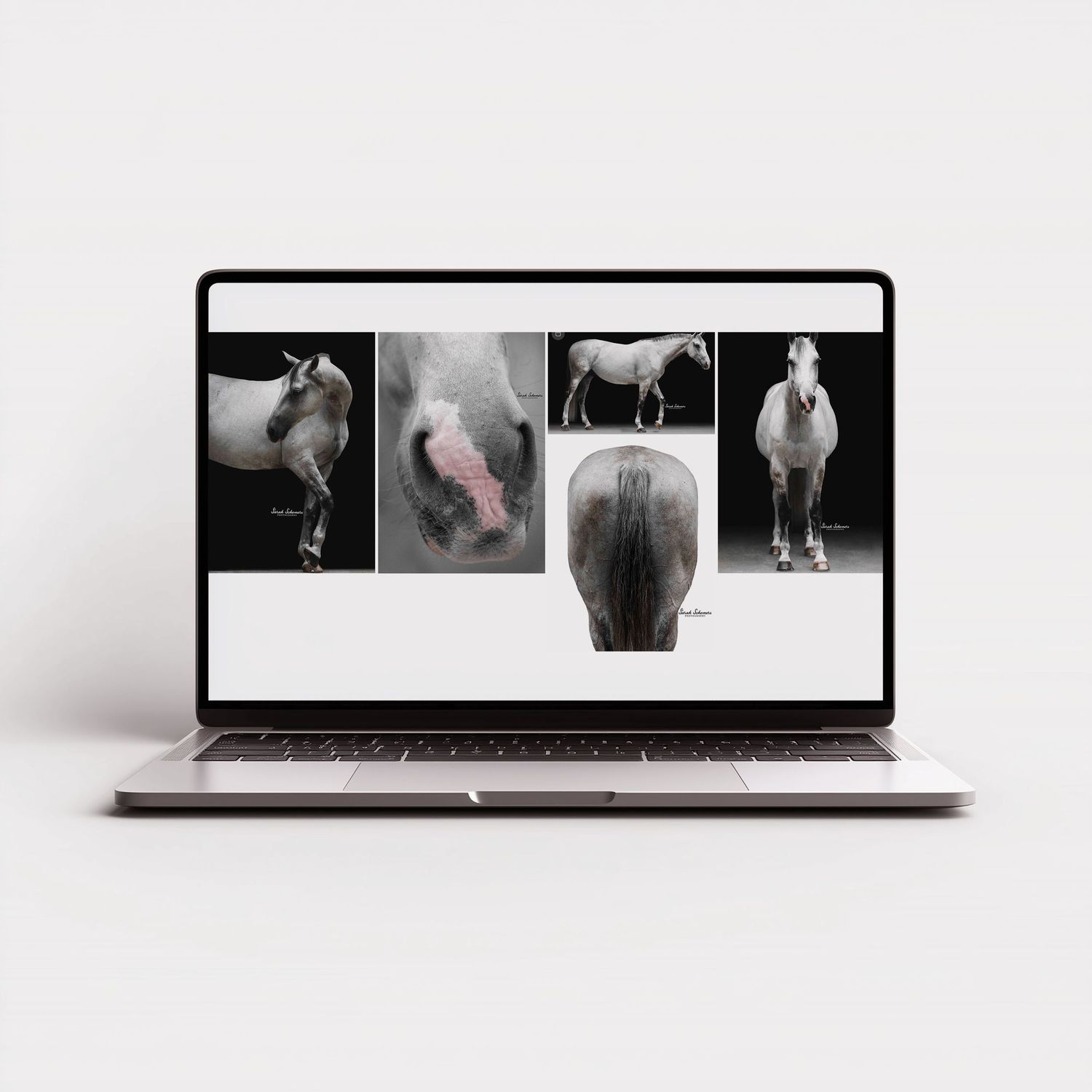 Laptop displaying a collage of elegant white horse photography on a black and white website gallery.