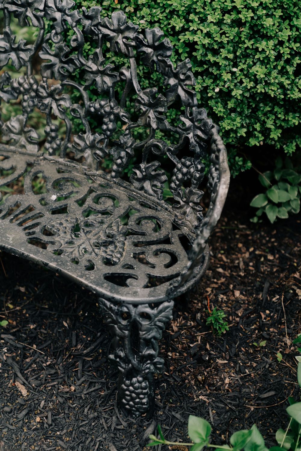 Ornate cast iron garden bench with intricate floral and grape vine patterns, placed on dark mulch beside lush green hedges.