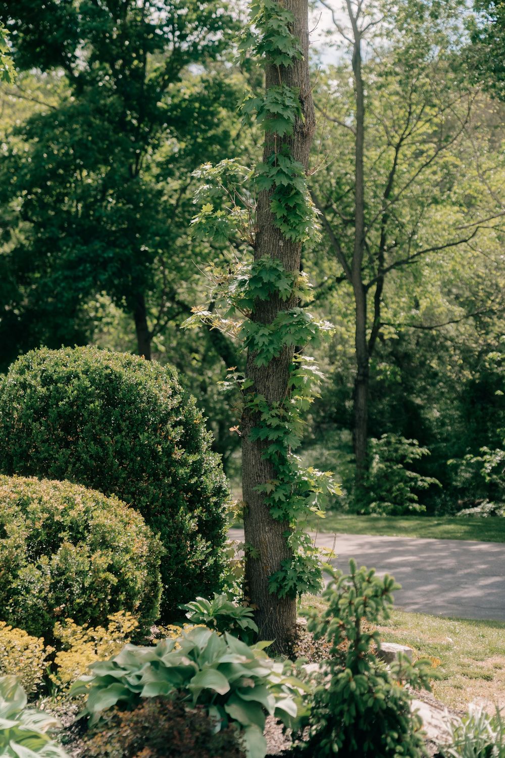 Lush garden landscape featuring a tall tree trunk with climbing vines, manicured shrubs, and green foliage on a sunny day.