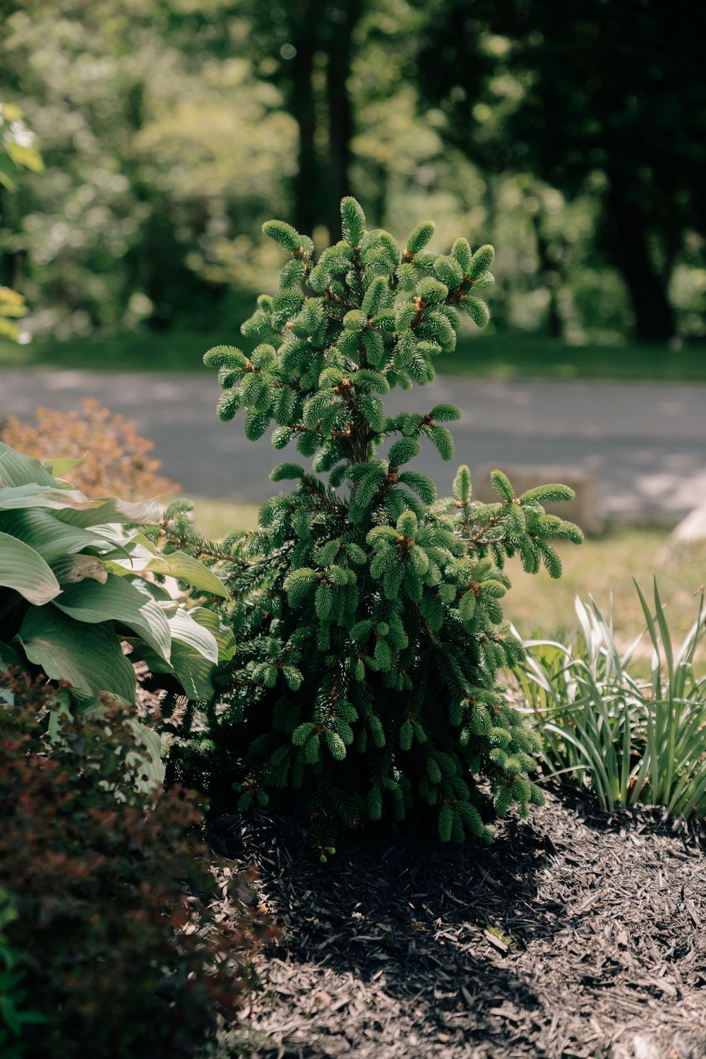 Small evergreen spruce tree growing in a mulched garden bed surrounded by hostas and ornamental grasses.