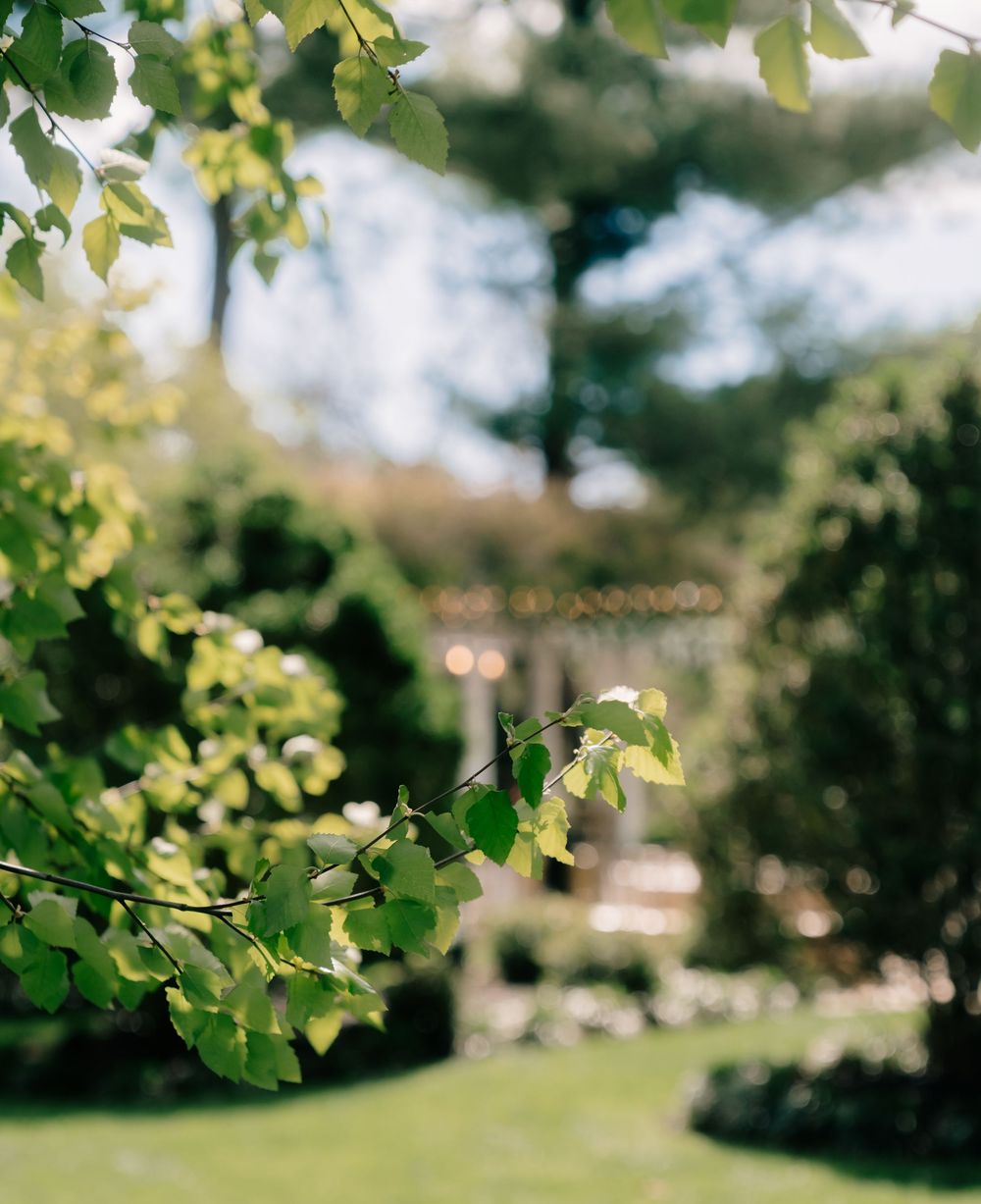 Lush green garden with sunlit leaves in foreground and blurred pergola structure surrounded by manicured hedges in background.