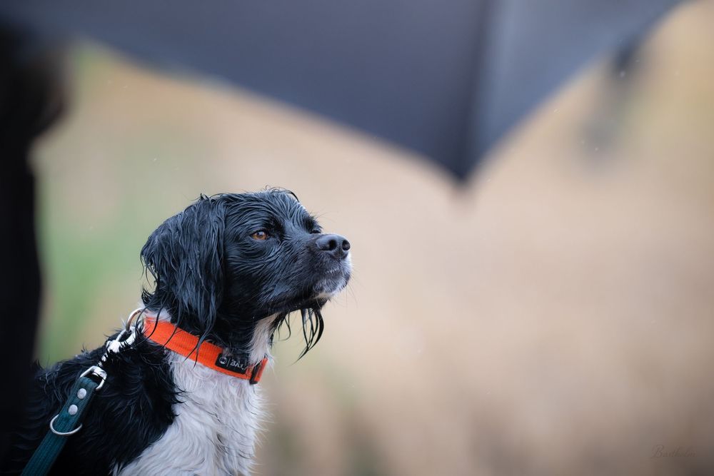 Black and white spaniel dog wearing an orange collar and leash, looking alert outdoors.