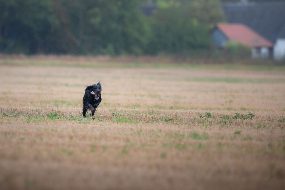 A black dog running energetically across an open field with a farmhouse and trees in the background.