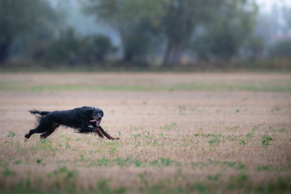Black dog running energetically across an open field with trees in the misty background.