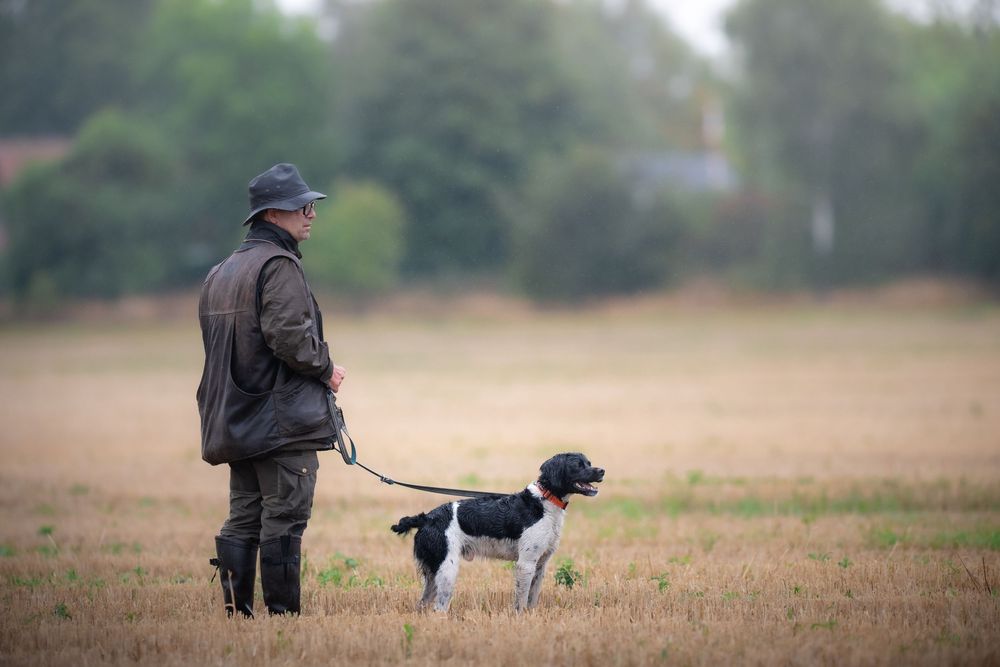 Man in hat and jacket walking a black and white Springer Spaniel dog across an open field.