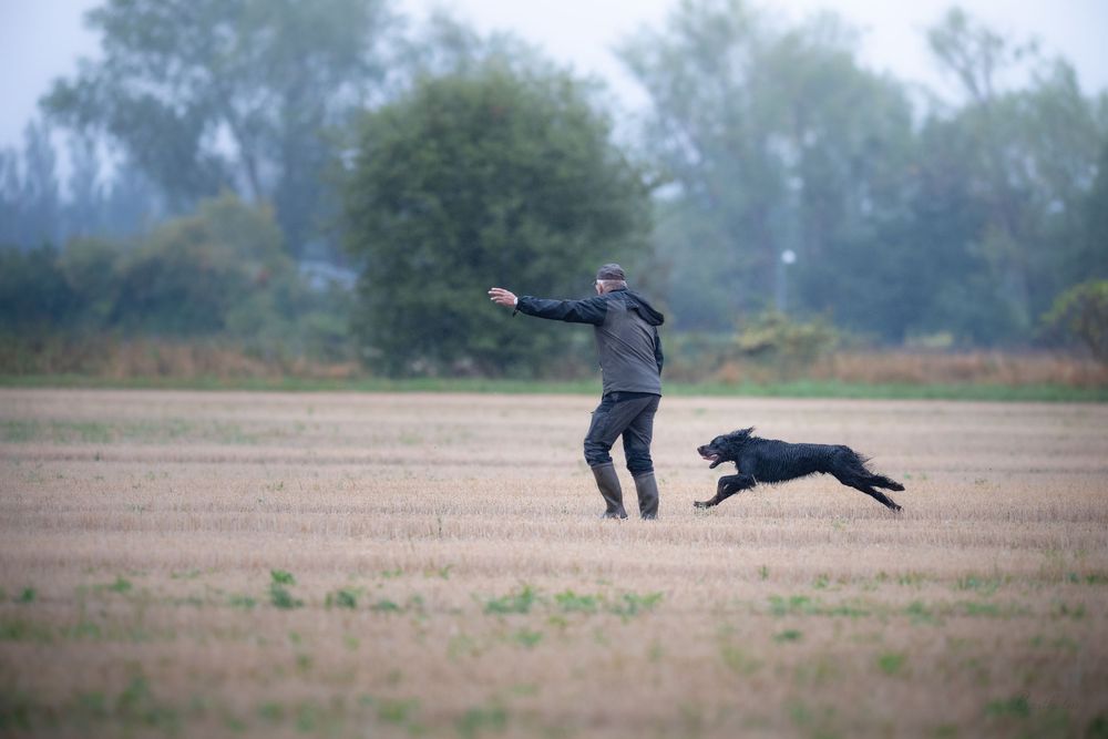 A man throws a ball for his black dog in an open field on a misty day.