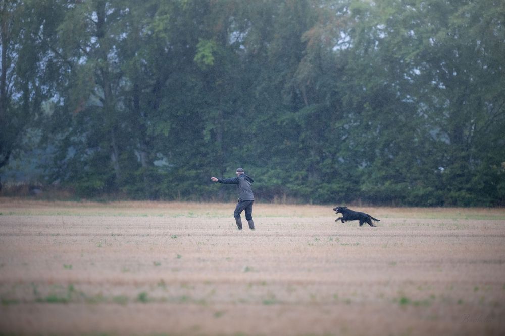 Person throwing a ball for a black dog running across an open field with trees in the background.
