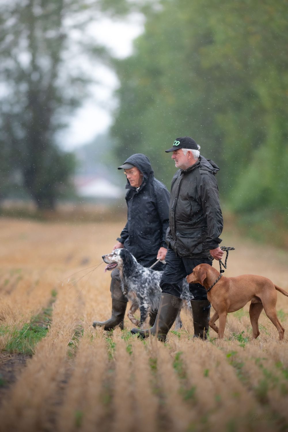 Two men in rain jackets walk dogs across a harvested field on a rainy day in the countryside.