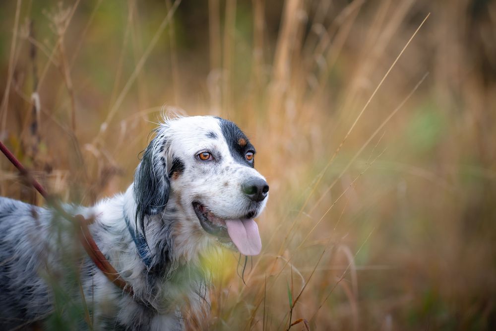 A blue merle English Setter with tongue out peers through tall golden grass in a natural outdoor setting.