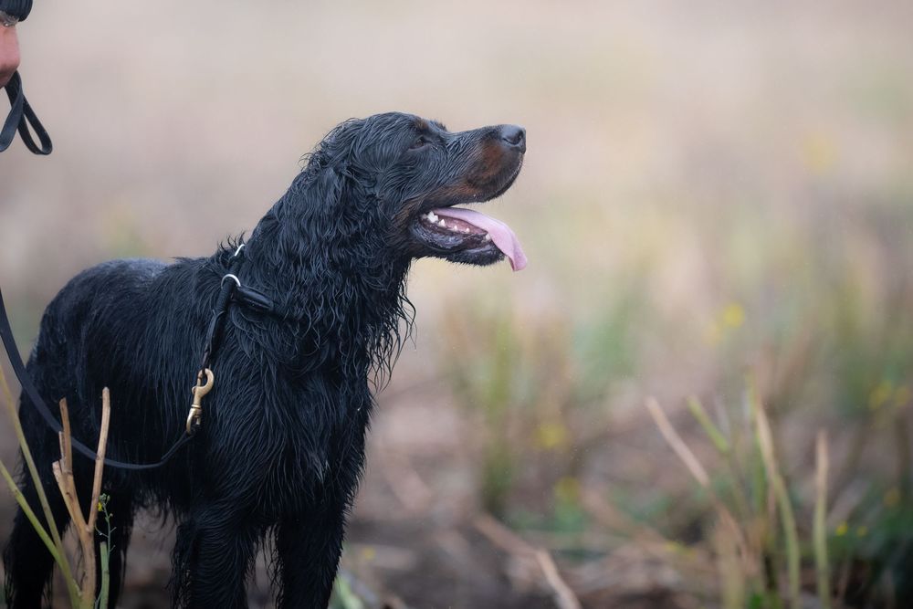 Wet black Flat-Coated Retriever dog on a leash standing in a field with tongue out.