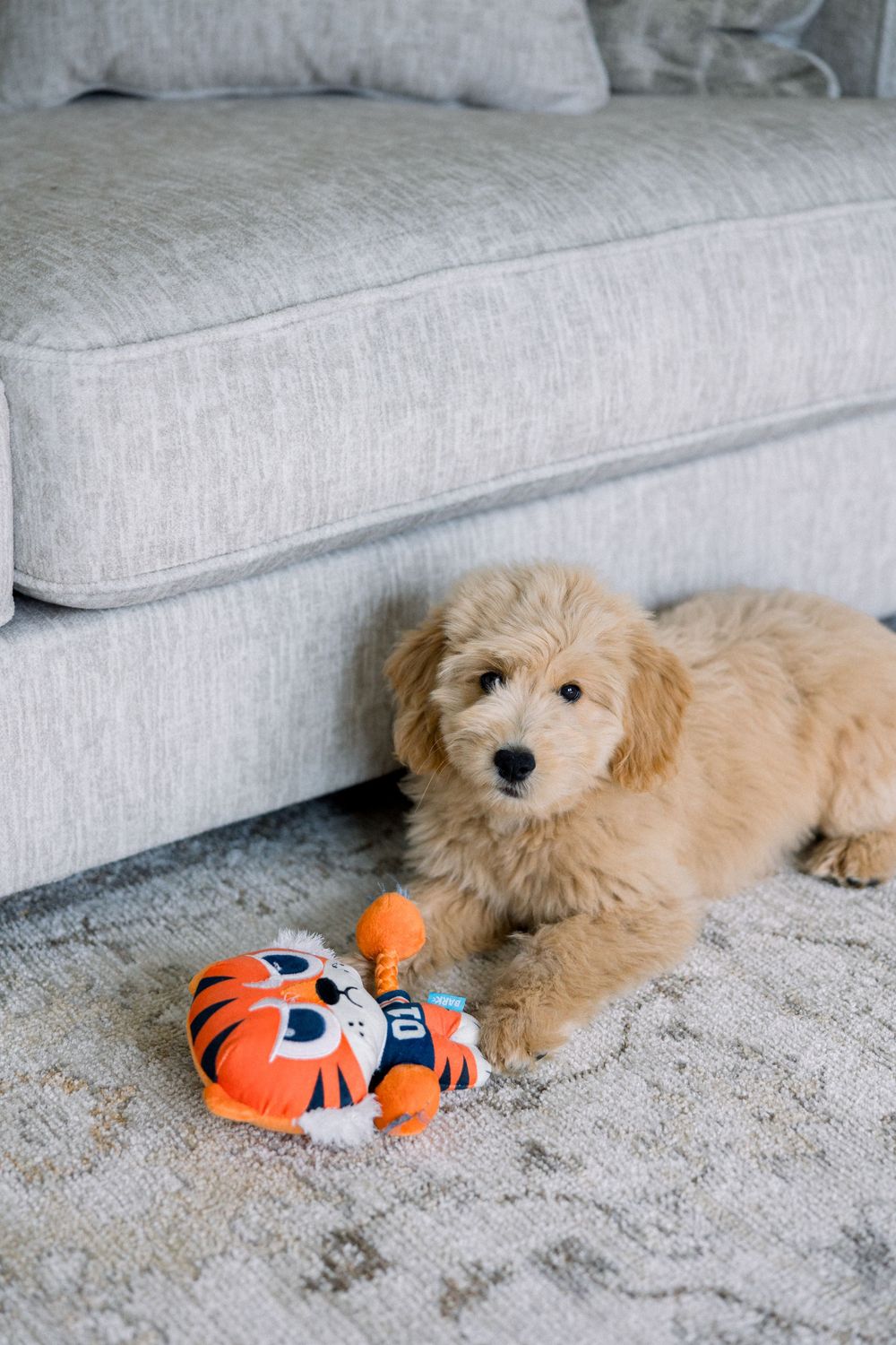 Fluffy golden puppy resting beside a gray sofa with an orange tiger plush toy on a patterned rug.