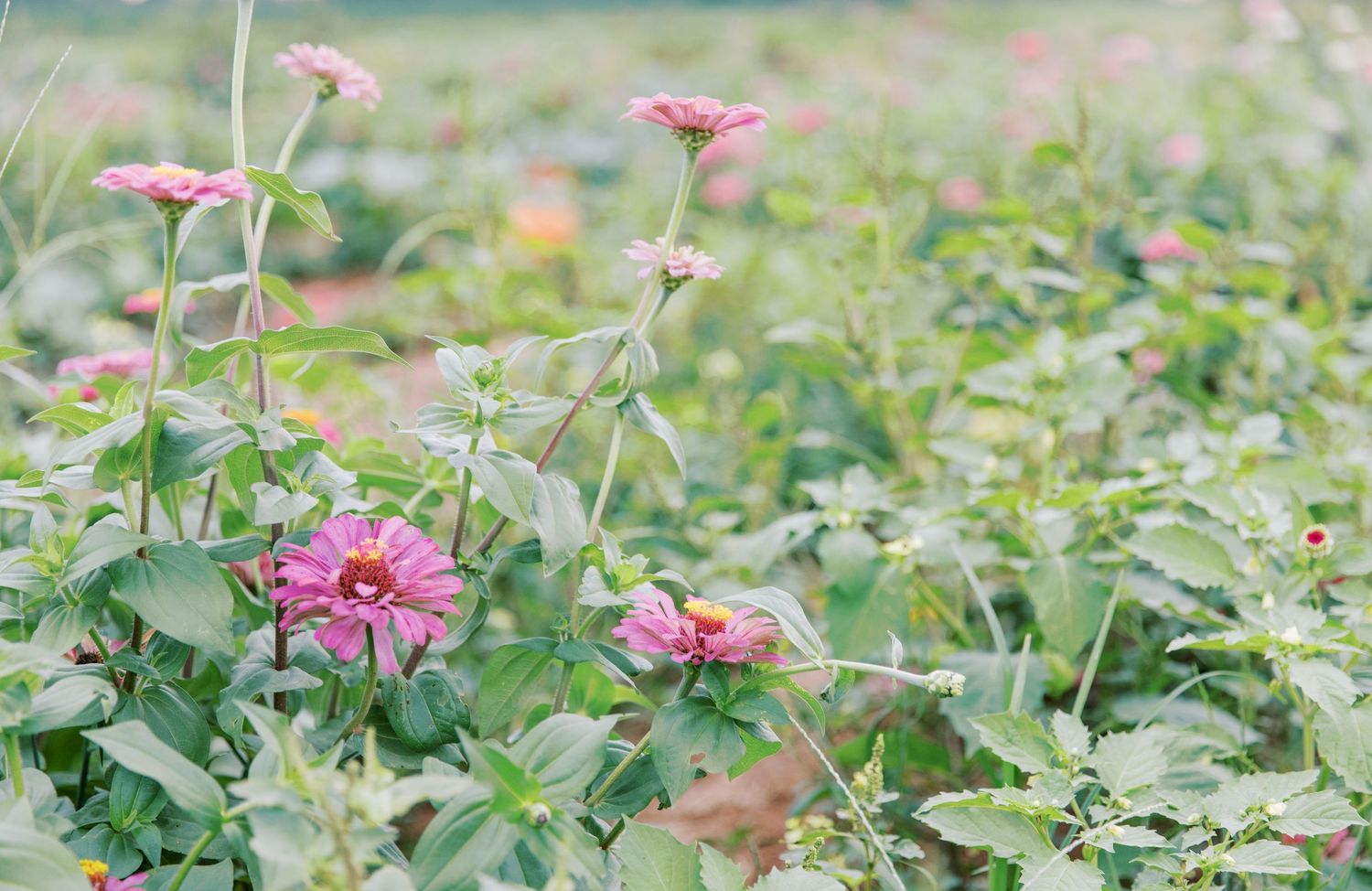 Pink zinnia flowers blooming in a lush green garden field on a sunny day.