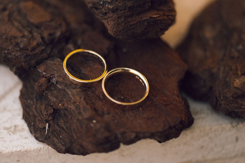 Two gold wedding bands resting on dark rustic bark, symbolizing love and commitment.