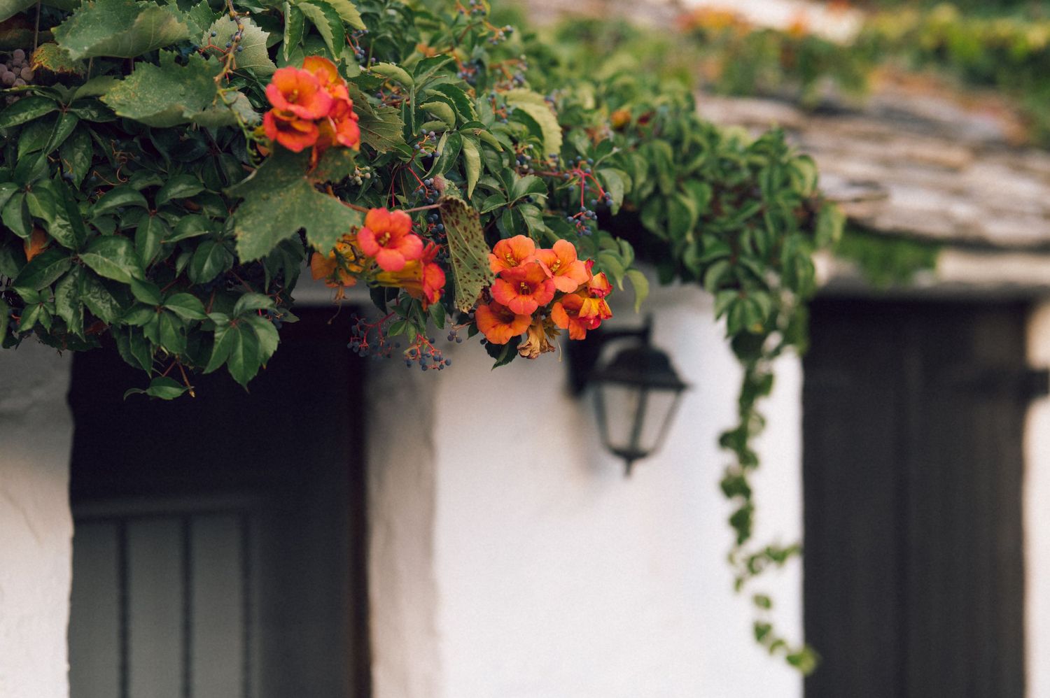 Orange trumpet flowers cascade over a white cottage wall with a vintage lantern and lush green ivy.