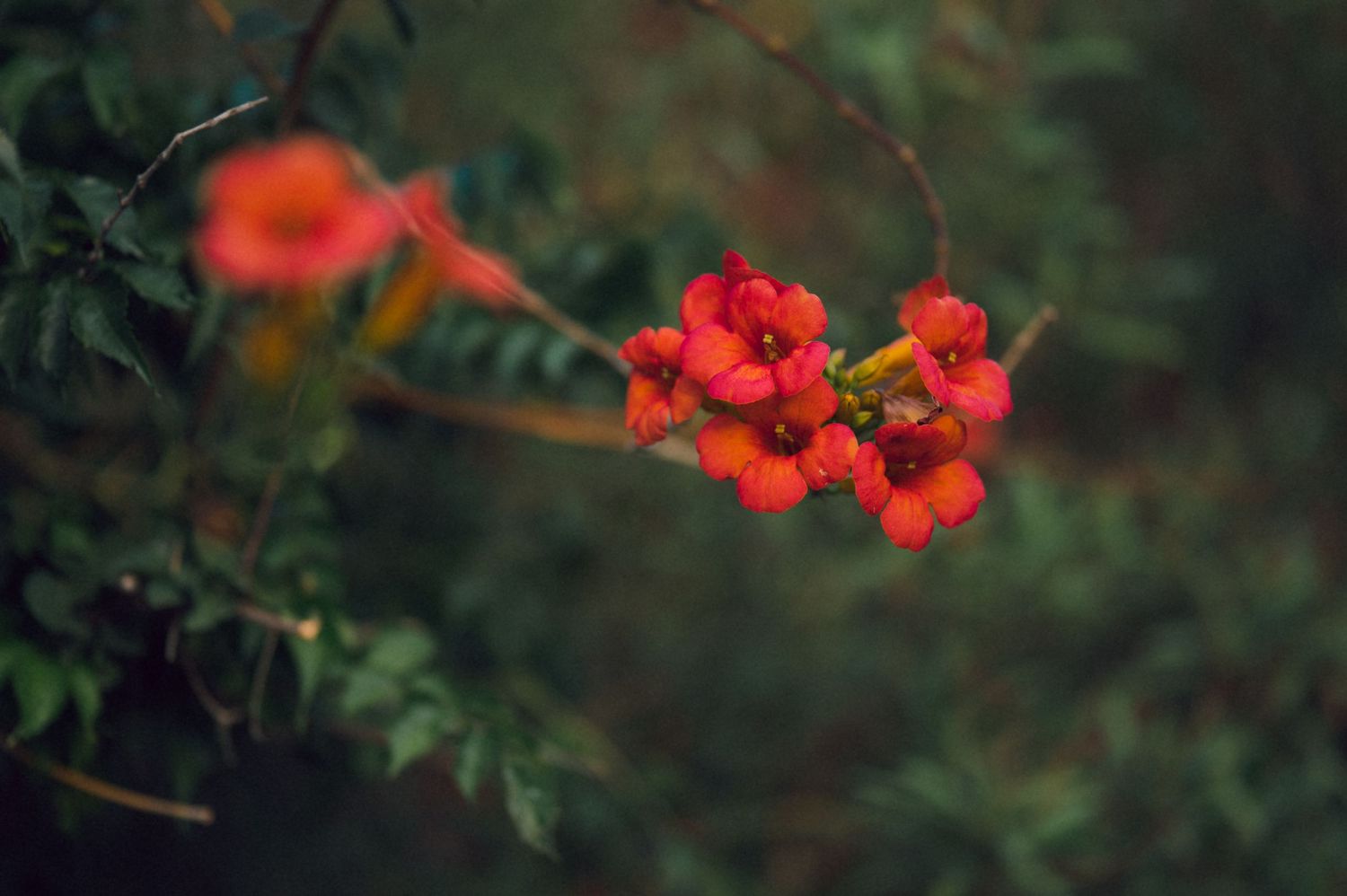 Vibrant red berries and flowers cluster on a branch against a lush green bokeh background.