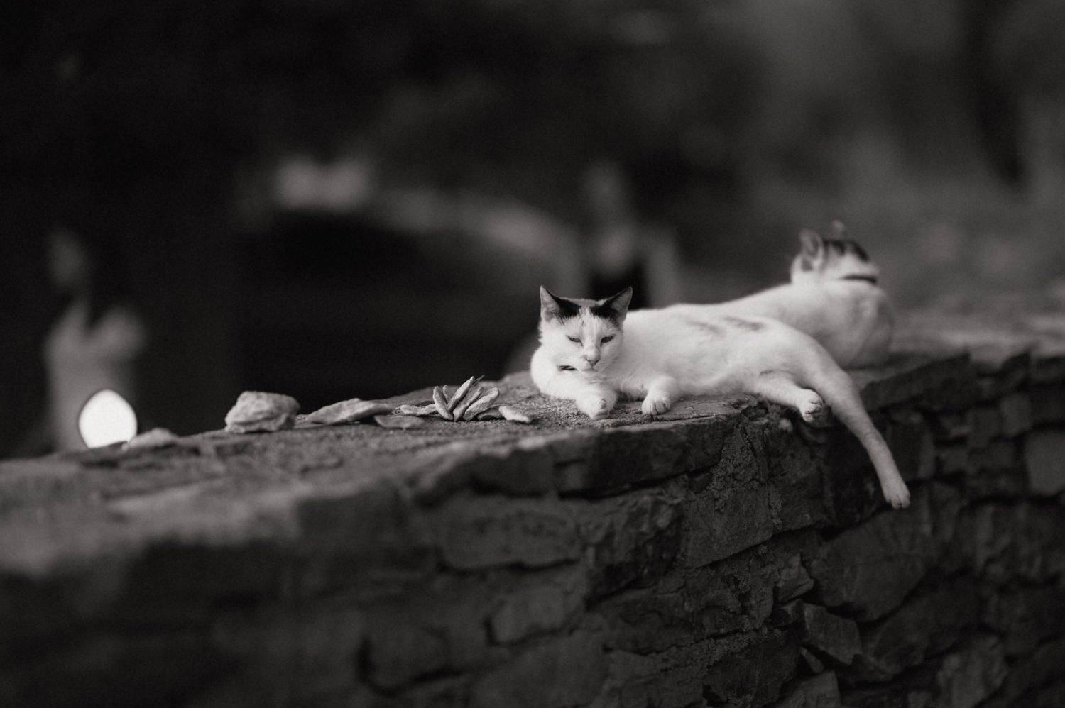 Black and white photo of a white cat with dark markings resting on a stone wall outdoors.