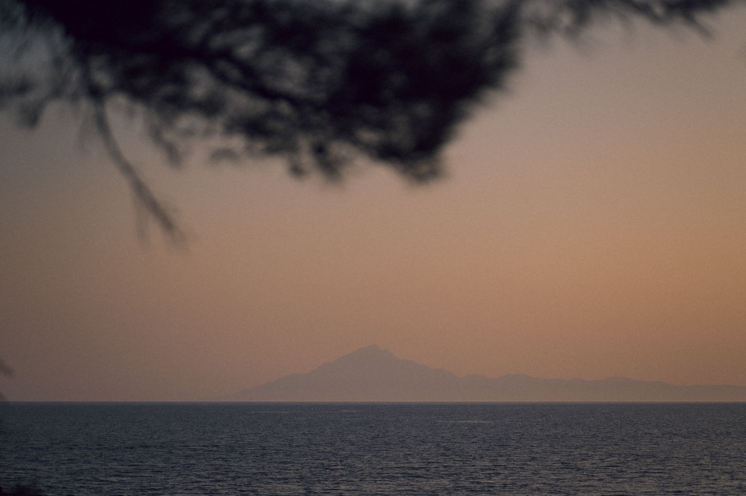 Serene dusk seascape with silhouetted mountain on horizon, framed by pine branches in warm twilight hues.