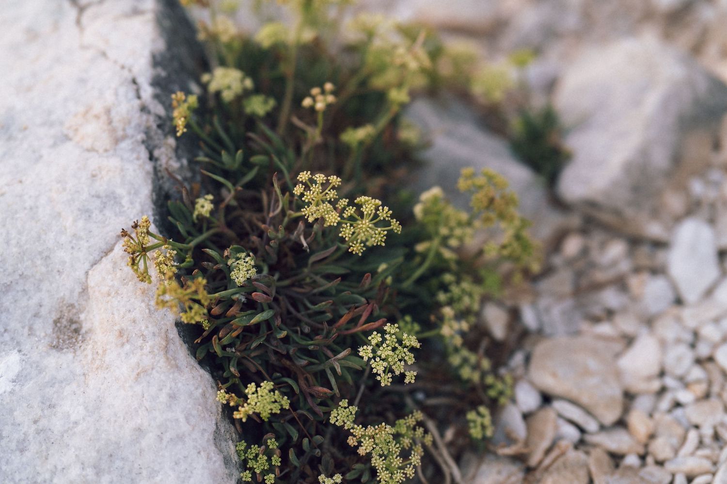 Small yellow wildflowers growing between rocky crevices in a natural alpine stone environment.