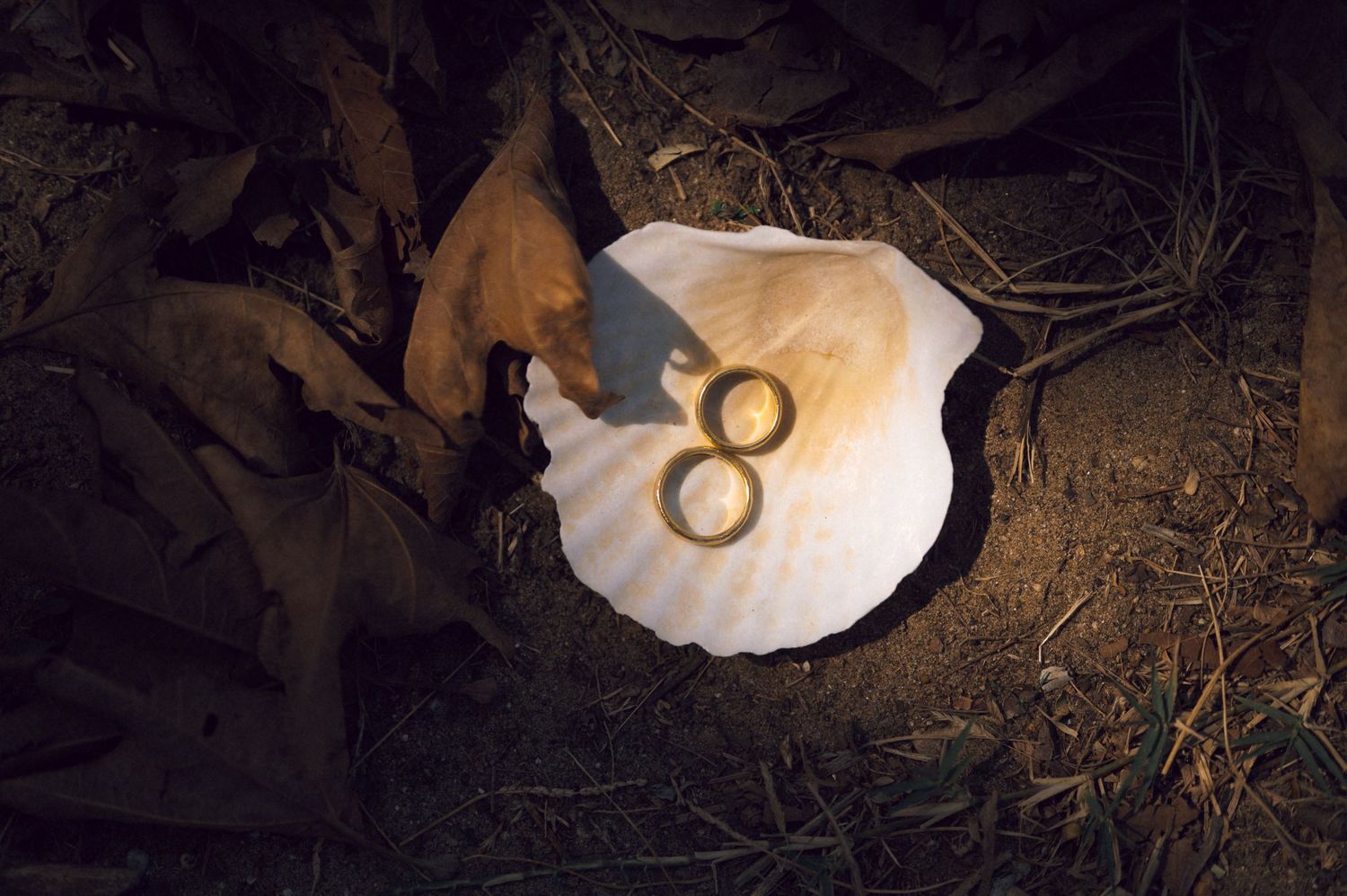 Two gold wedding rings resting inside a white scallop shell on forest ground with dried leaves.