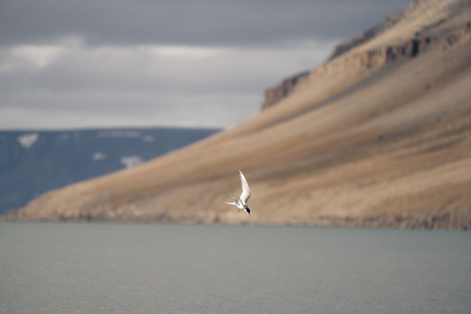 sterne arctique en train de plonger dans l'eau de mer du svalabard