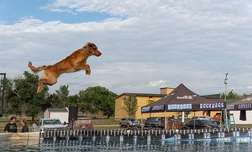 Golden retriever dog leaping mid-air over a pool at an outdoor dock diving competition near a venue.