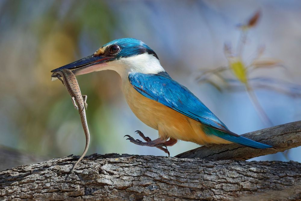 Sacred Kingfisher
