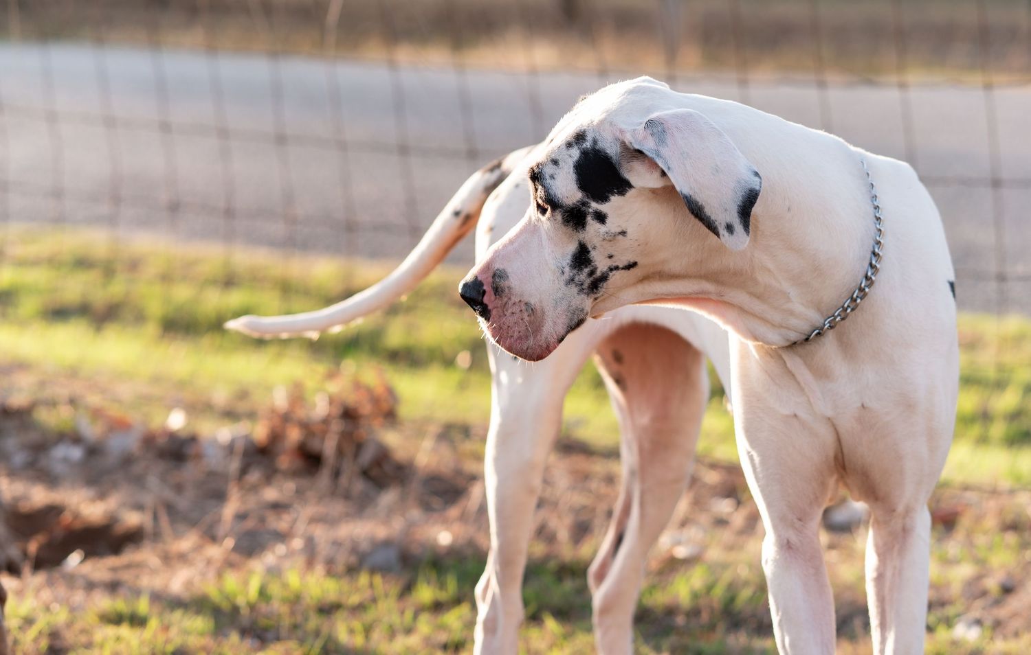 A white Great Dane dog with black spots scratching its neck outdoors near a wire fence.