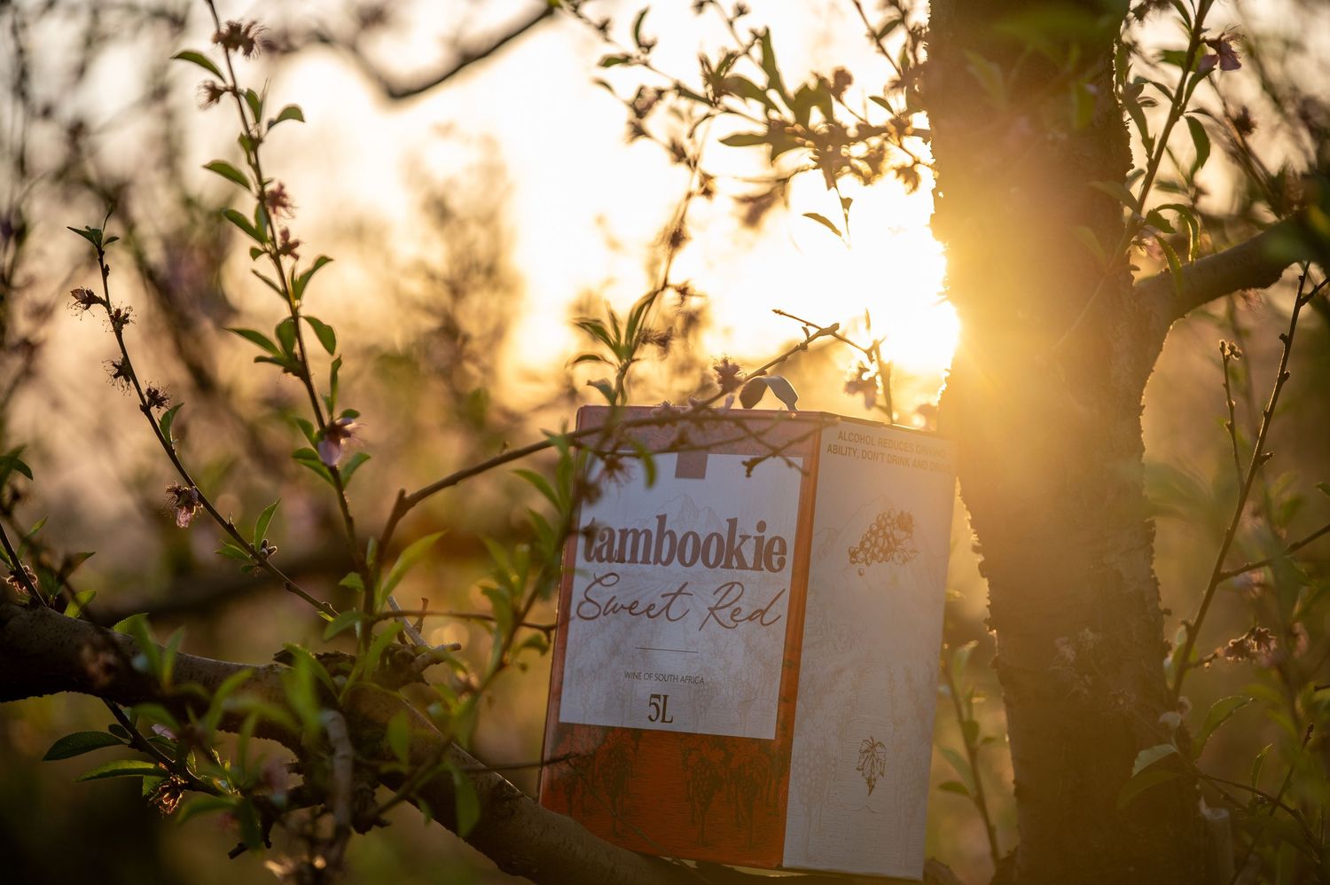Rumbookie Sweet Tea box nestled among spring tree branches with golden sunset light filtering through leaves.