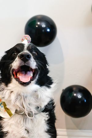 Happy black and white dog wearing a birthday hat during a playful pet birthday photography session.