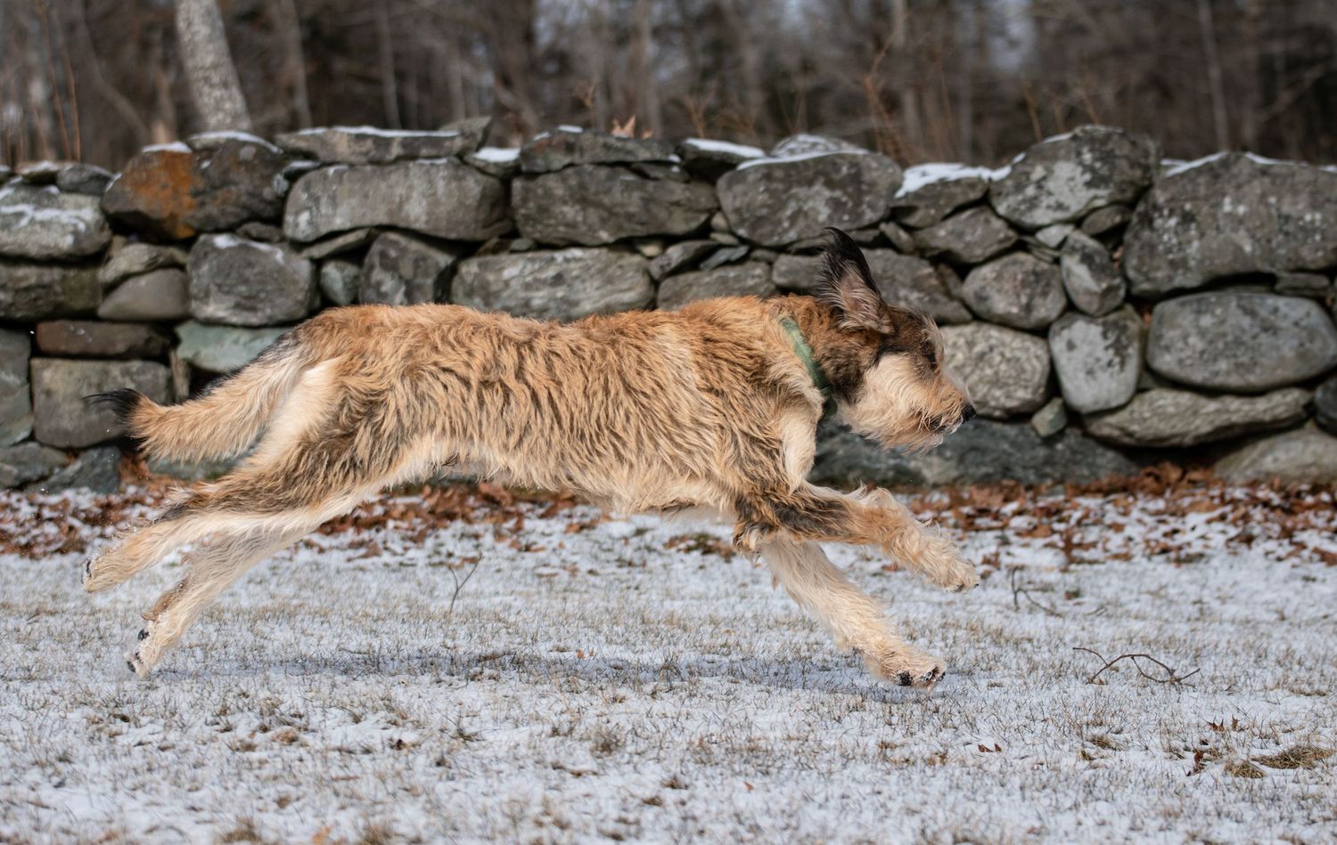 A large shaggy dog runs energetically across a snowy ground in front of a rustic stone wall.
