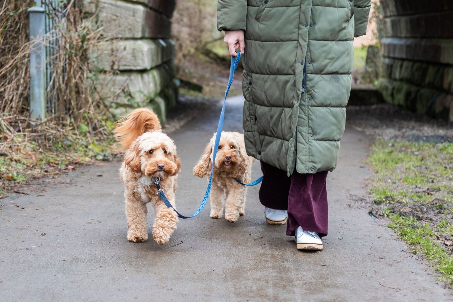 Person walking two fluffy golden Cockapoo dogs on blue leashes along a path near a stone bridge.