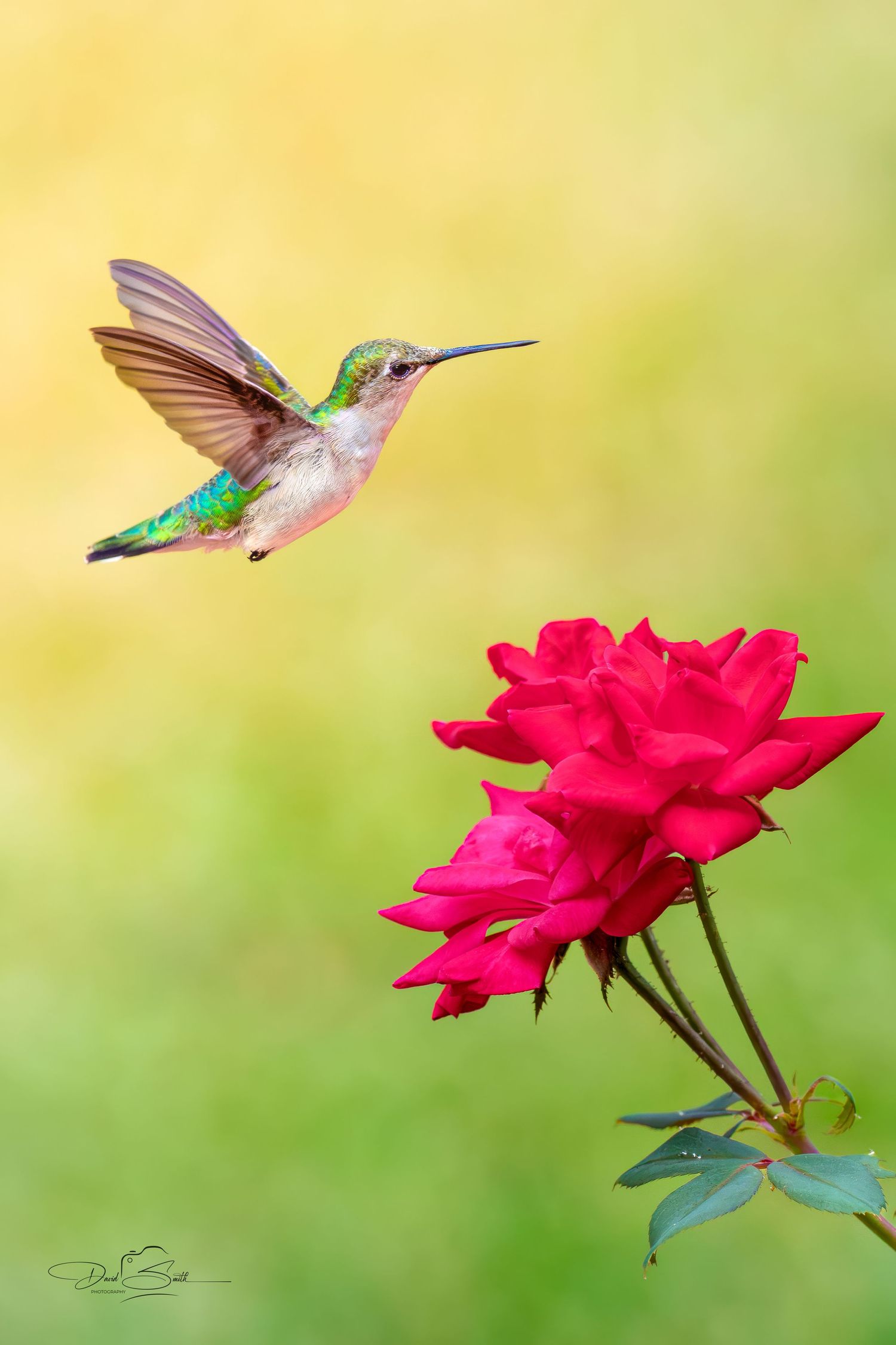 Ruby-throated hummingbird hovering beside a red rose against a soft golden background.