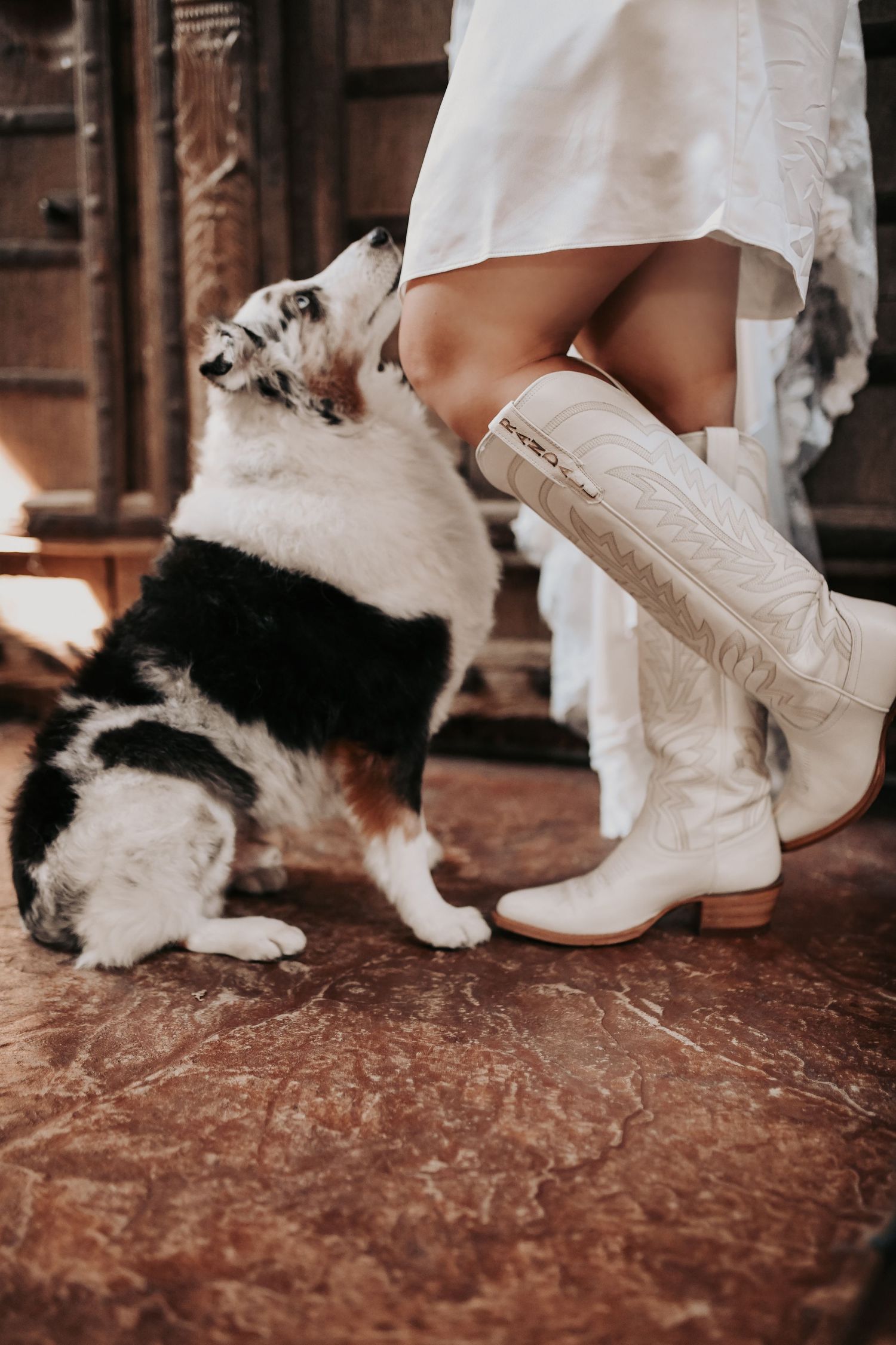 Bride with her two puppies beside her lace wedding gown at Lucky Spur Ranch