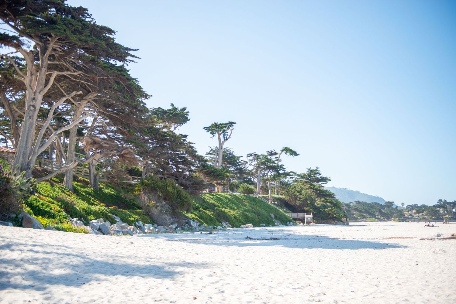 White sandy beach with cypress trees and lush greenery on a sunlit coastal bluff under a clear blue sky.