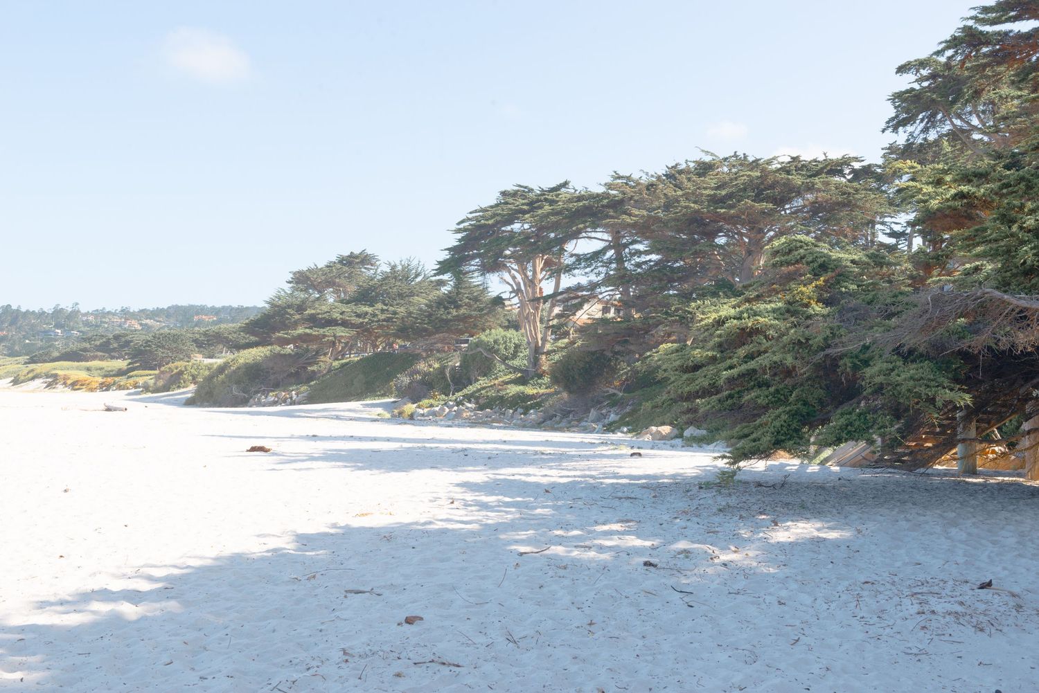 White sand beach bordered by lush cypress trees under a bright sky at Carmel Beach, California.