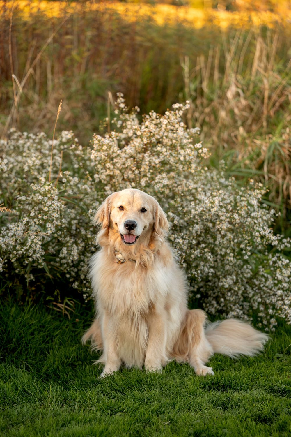 A fluffy golden retriever sits on green grass in front of white wildflowers during golden hour.