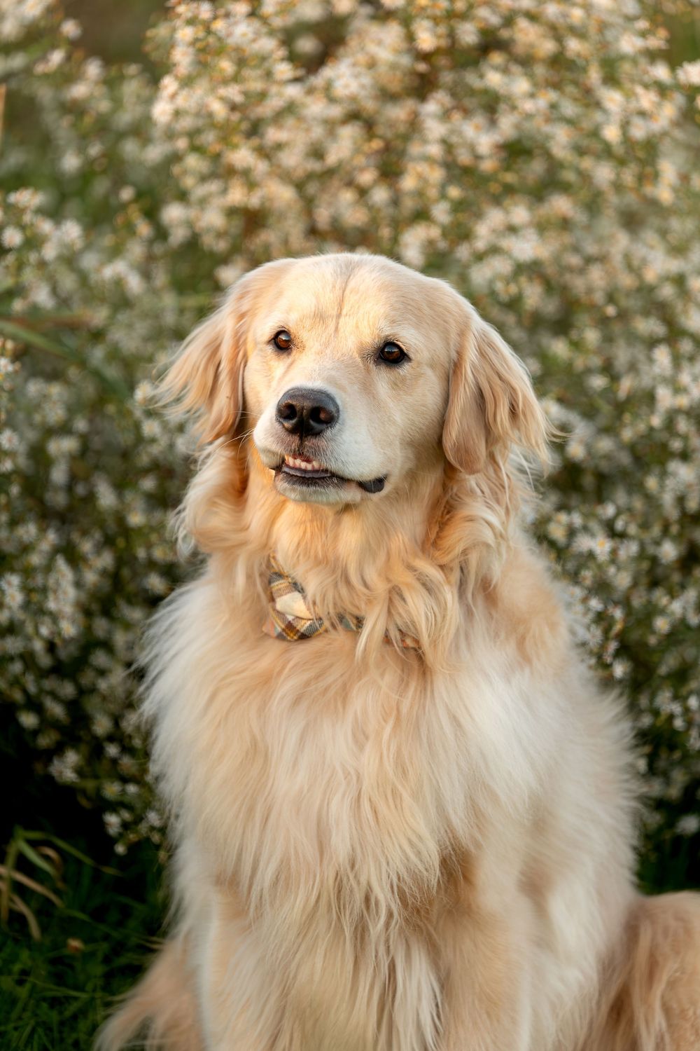 Beautiful golden retriever sitting in front of white wildflowers in warm golden hour sunlight.