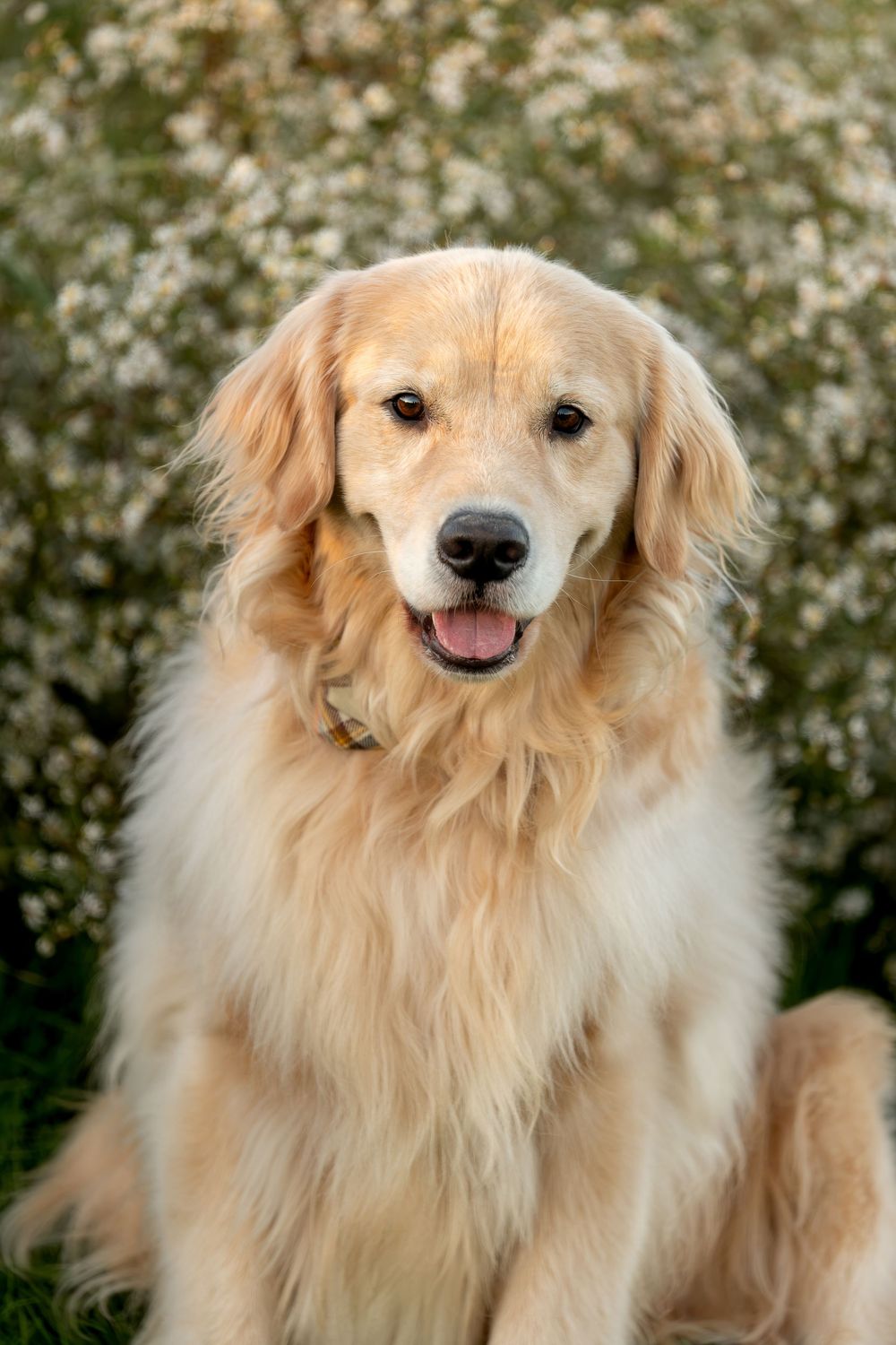 Happy golden retriever sitting in front of white wildflowers, tongue out, in warm golden light.