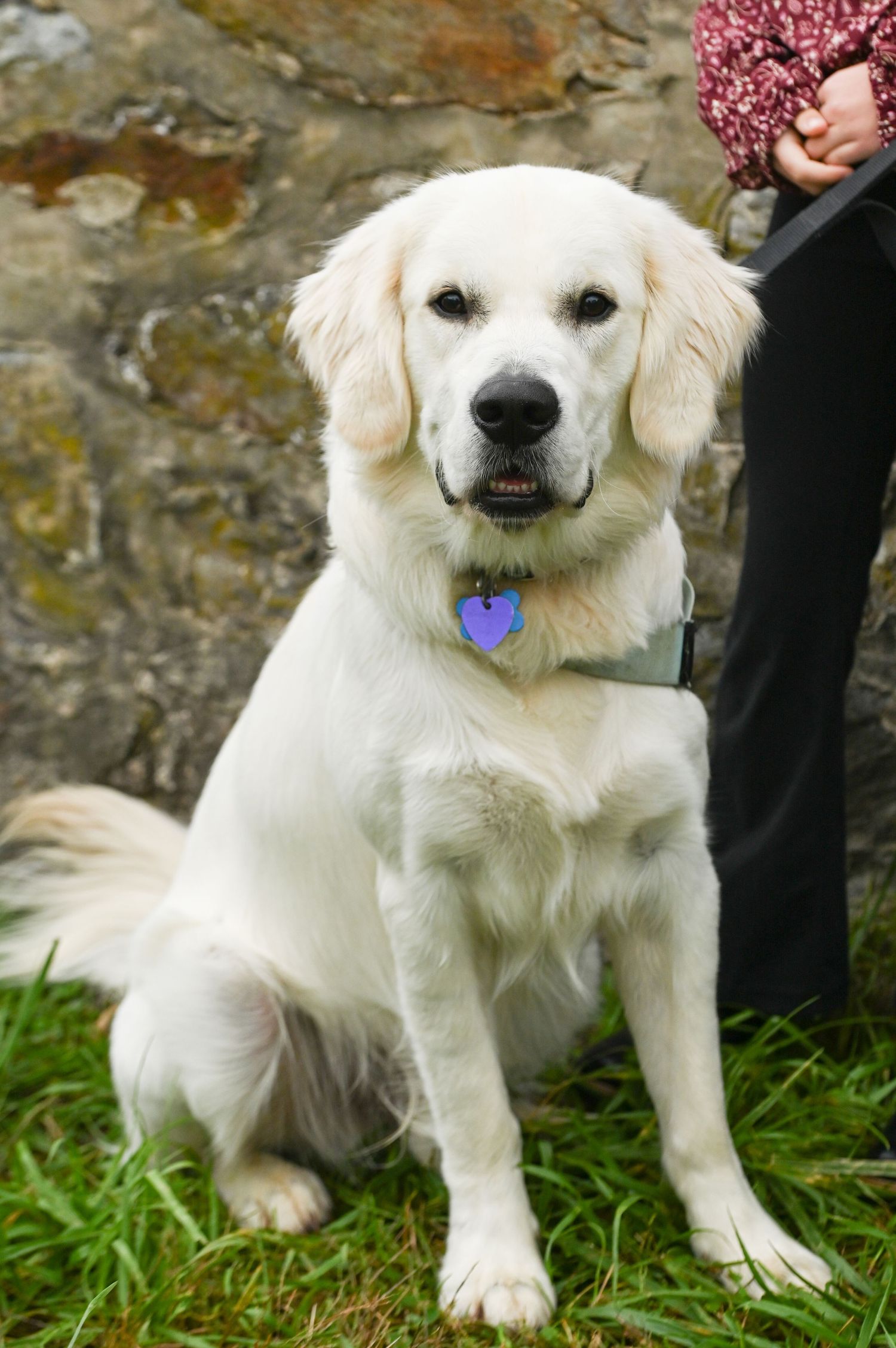Cream-colored golden retriever with a purple heart-shaped tag sits on green grass in front of a mossy stone wall beside its owner.