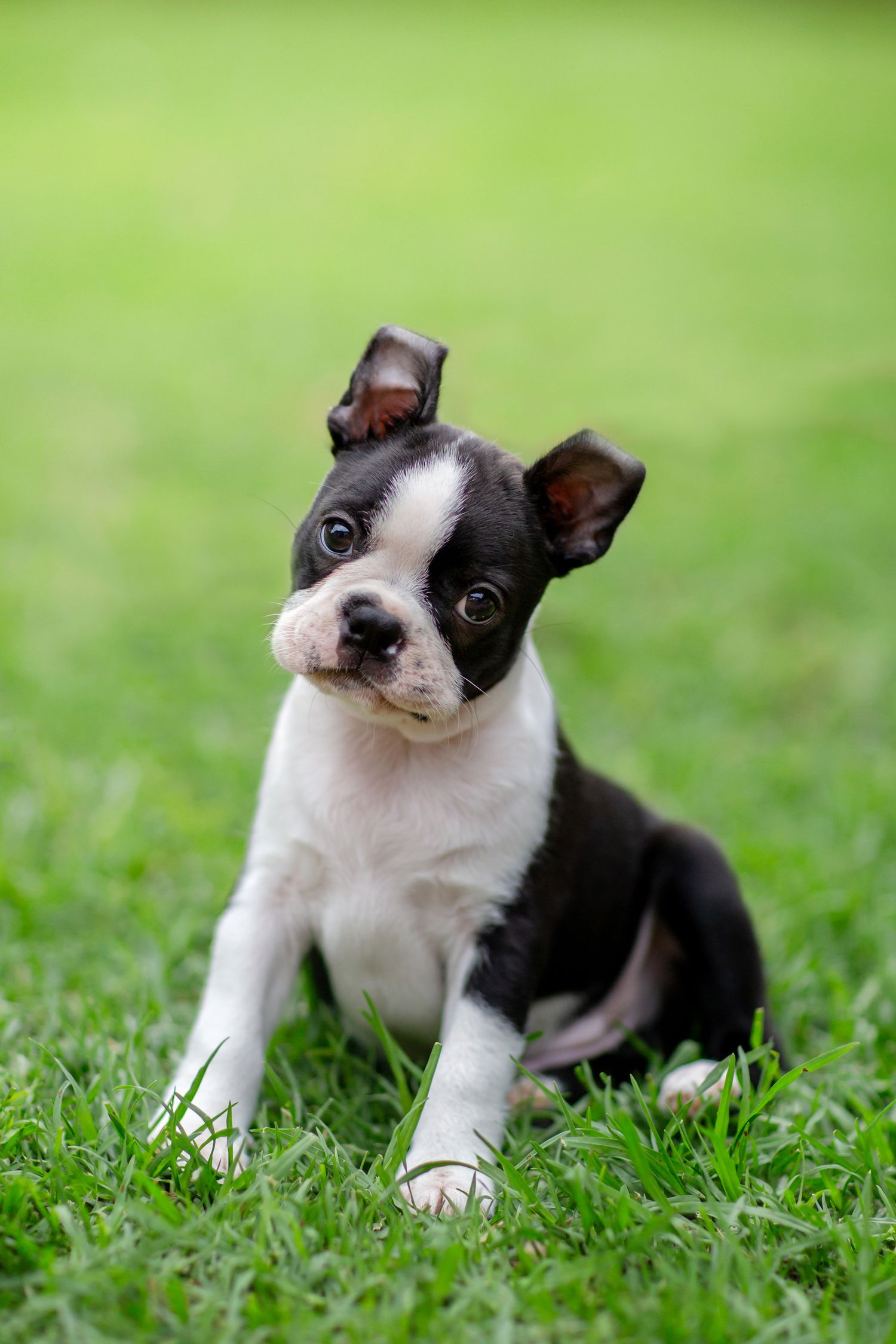 Boston terrier puppy head tilting on the green grass during a pet photography session in perth