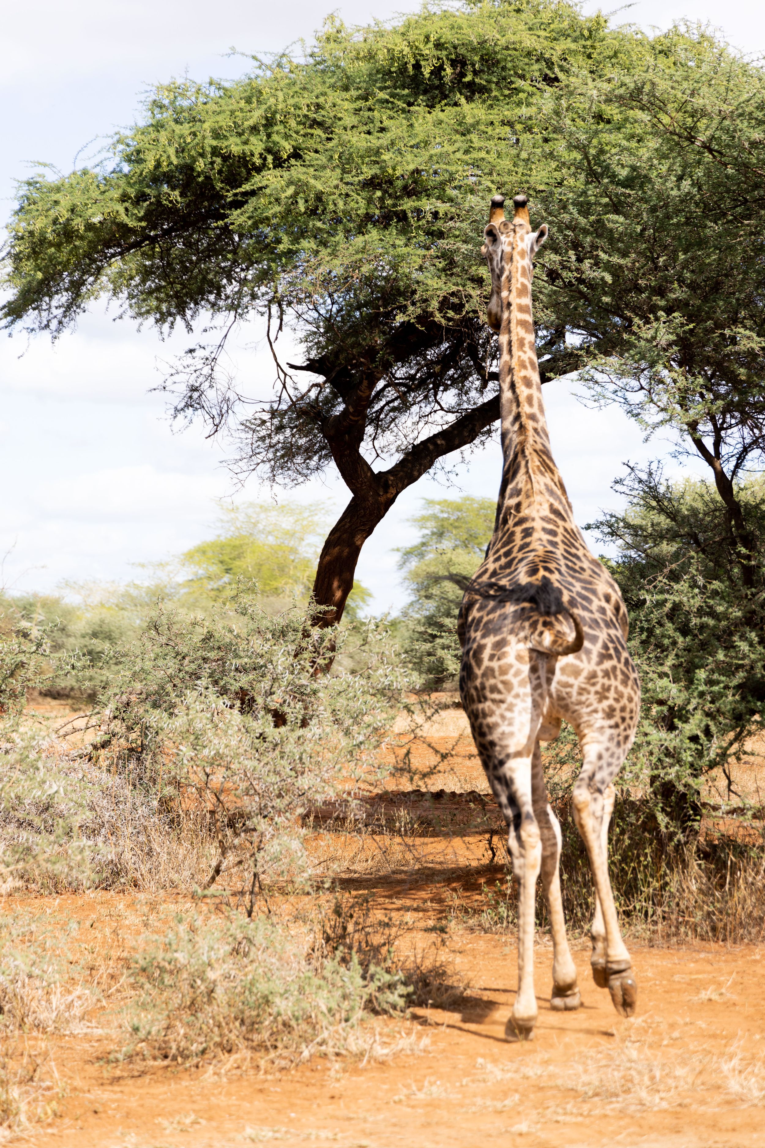 A giraffe stands under an acacia tree in the African savanna against an orange sandy landscape.