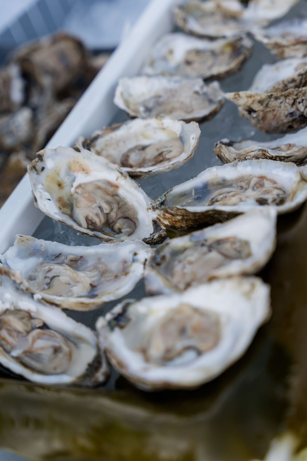 Fresh shucked oysters on the half shell displayed on ice in a white tray at a seafood market.